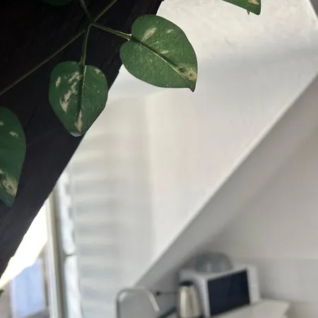 Urban Jungle T2 A Pied Appartement *