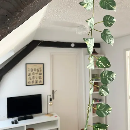 Urban Jungle T2 A Pied Apartmán *